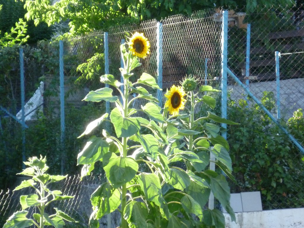 Evening Sunflowers